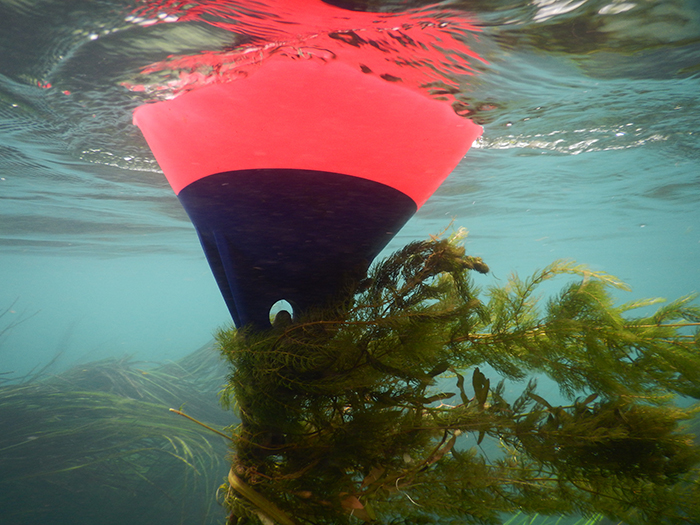 View of buoy from below surface