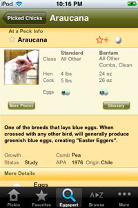Pickin Chicken app screen