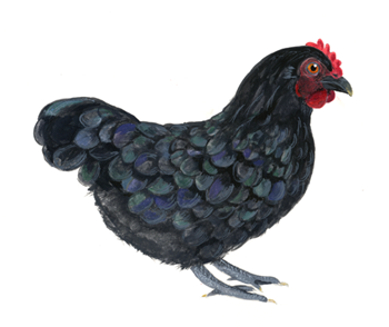 Australorp Chicken Painting