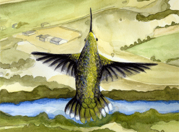 Hummingbird Study