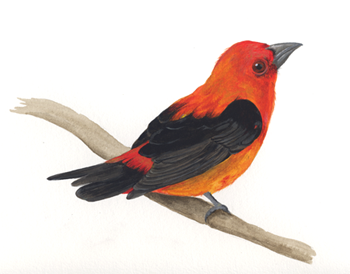 Scarlet Tananger Painting
