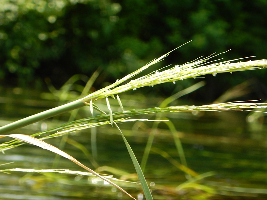 Texas Wild Rice blooming in the San Marcos River